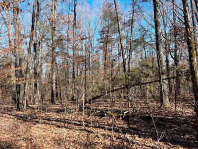 Strawberry River Land for sale Evening Shade, AR - image 2