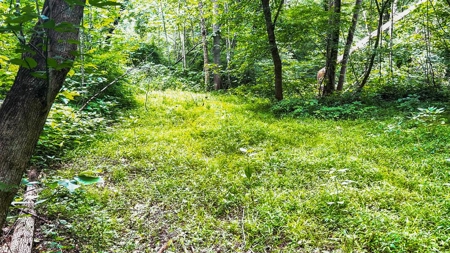 193 Acres on Pigg River – Hunt, Fish, Build, & Explore VA - image 12