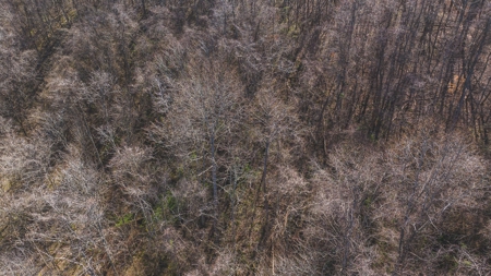 Untamed Tennessee Paradise: 10+ Acres, Spring Flow, Camper & - image 19