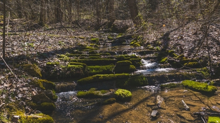 Untamed Tennessee Paradise: 10+ Acres, Spring Flow, Camper & - image 11