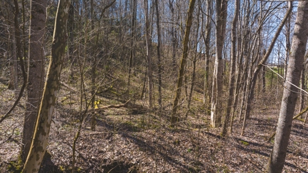 Untamed Tennessee Paradise: 10+ Acres, Spring Flow, Camper & - image 1