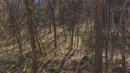 Untamed Tennessee Paradise: 10+ Acres, Spring Flow, Camper & - image 15