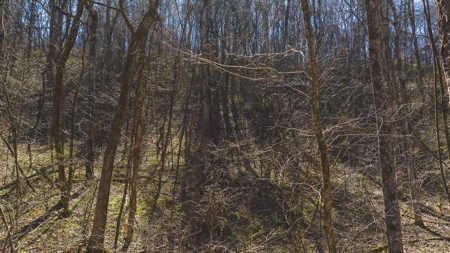 Untamed Tennessee Paradise: 10+ Acres, Spring Flow, Camper & - image 16