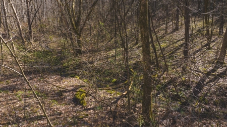 Untamed Tennessee Paradise: 10+ Acres, Spring Flow, Camper & - image 14