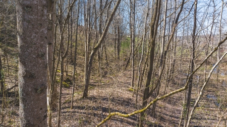 Untamed Tennessee Paradise: 10+ Acres, Spring Flow, Camper & - image 2