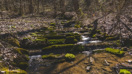 Untamed Tennessee Paradise: 10+ Acres, Spring Flow, Camper & - image 10