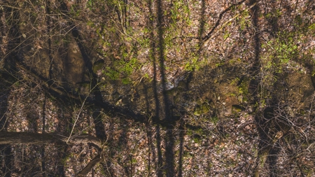 Untamed Tennessee Paradise: 10+ Acres, Spring Flow, Camper & - image 20