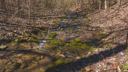 Untamed Tennessee Paradise: 10+ Acres, Spring Flow, Camper & - image 13