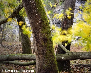 River Front Land For Sale In Northwest Arkansas - image 2