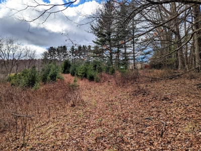 Wooded Land for Sale in Floyd VA - image 4