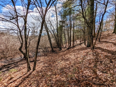 Wooded Land for Sale in Floyd VA - image 14
