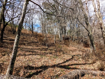 Wooded Land for Sale in Floyd VA - image 12