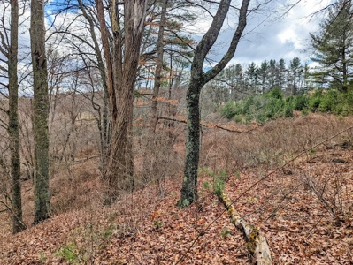 Wooded Land for Sale in Floyd VA - image 3