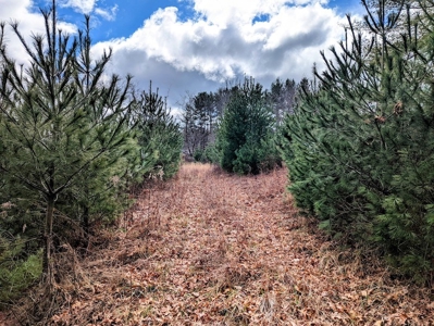 Wooded Land for Sale in Floyd VA - image 5
