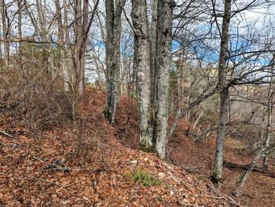 Wooded Land for Sale in Floyd VA - image 7