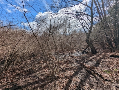 Wooded Land for Sale in Floyd VA - image 15