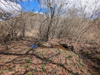 Wooded Land for Sale in Floyd VA - image 1