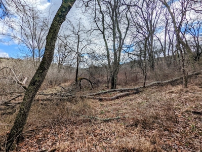 Wooded Land for Sale in Floyd VA - image 10