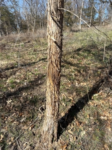 Arbela, MO Land For Sale - image 37