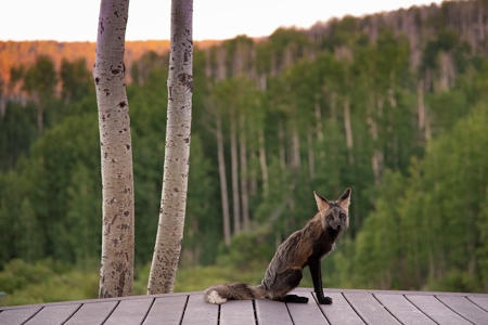 Colorado Mountain Guest Ranch for Sale - image 32