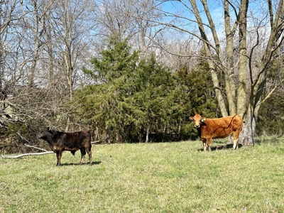 Cedar County Missouri Country Home on 40 Acres for Sale - image 41