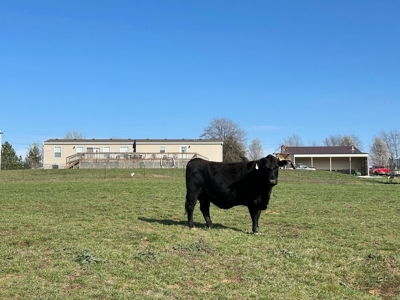 Cedar County Missouri Country Home on 40 Acres for Sale - image 49