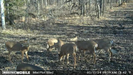Prime Hunting Land for sale in Bayfield County, Wisconsin - image 45