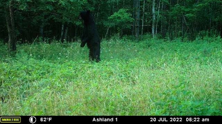 Prime Hunting Land for sale in Bayfield County, Wisconsin - image 5