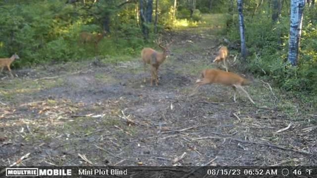 Prime Hunting Land for sale in Bayfield County, Wisconsin - image 19