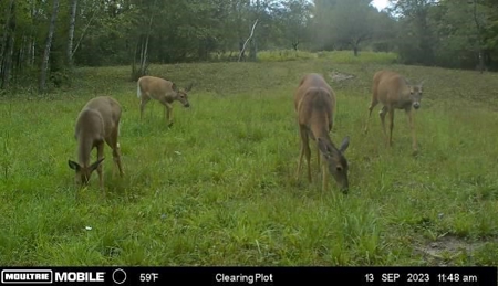 Prime Hunting Land for sale in Bayfield County, Wisconsin - image 44