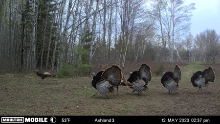 Prime Hunting Land for sale in Bayfield County, Wisconsin - image 4