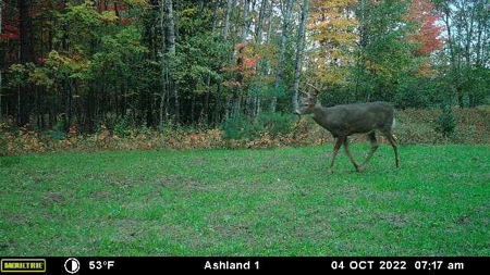 Prime Hunting Land for sale in Bayfield County, Wisconsin - image 37