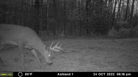 Prime Hunting Land for sale in Bayfield County, Wisconsin - image 43