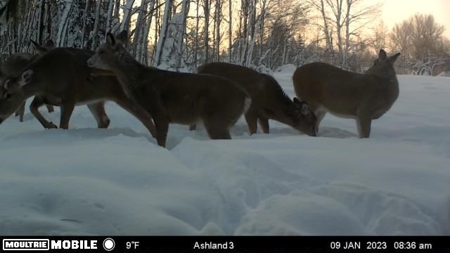 Prime Hunting Land for sale in Bayfield County, Wisconsin - image 36