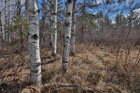 Prime Hunting Land for sale in Bayfield County, Wisconsin - image 18