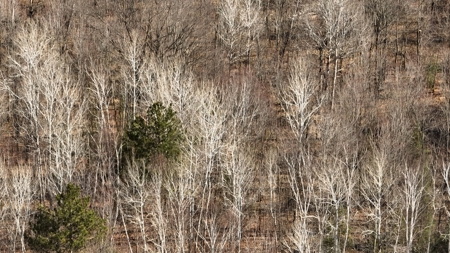 Prime Hunting Land for sale in Bayfield County, Wisconsin - image 9