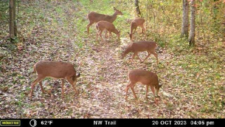 Prime Hunting Land for sale in Bayfield County, Wisconsin - image 38