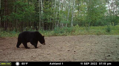 Prime Hunting Land for sale in Bayfield County, Wisconsin - image 46