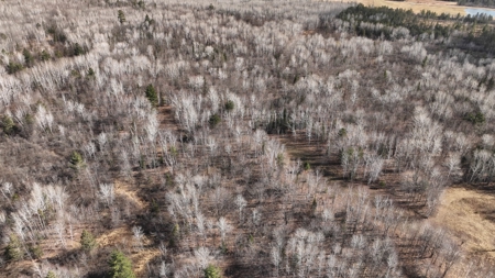 Prime Hunting Land for sale in Bayfield County, Wisconsin - image 7