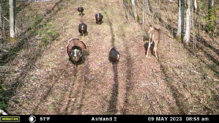 Prime Hunting Land for sale in Bayfield County, Wisconsin - image 31