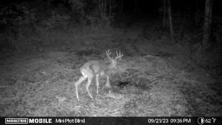 Prime Hunting Land for sale in Bayfield County, Wisconsin - image 3