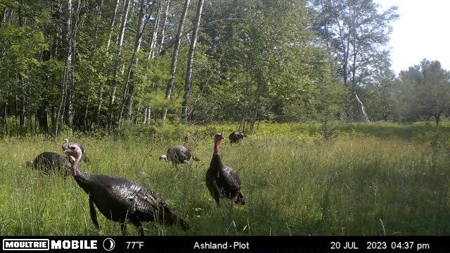 Prime Hunting Land for sale in Bayfield County, Wisconsin - image 20