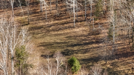 Prime Hunting Land for sale in Bayfield County, Wisconsin - image 8