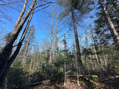 Nearly 50 acres on a Trout Stream - image 17