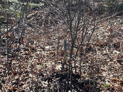 Nearly 50 acres on a Trout Stream - image 16