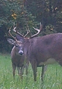 Belmont County, OH Hunting Land/Hobby Farm - image 50