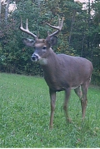 Belmont County, OH Hunting Land/Hobby Farm - image 49