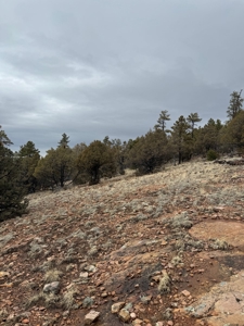 Northern NM Recreational Land For Sale Near Chama NM - image 5