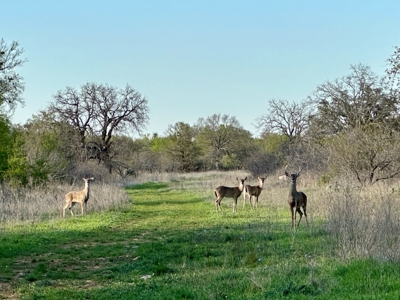 Lot 103 The Hideout Golf Course Lake Brownwood, TX - image 14