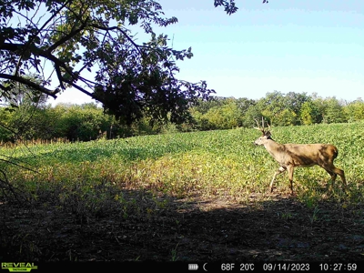 Van Buren County Iowa Hunting Land - image 43